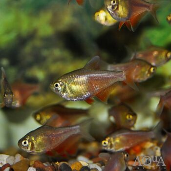 Orange Von Rio Tetra (Hyphessobrycon flammeus)