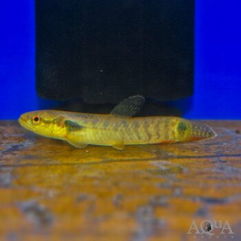 Orange Wolf Fish (Erythrinus sp. Orange)