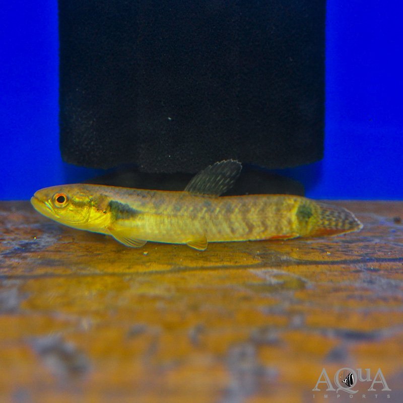 Orange Wolf Fish (Erythrinus sp. Orange)