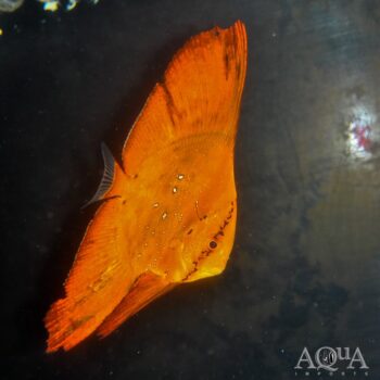 Orbicular Batfish (Platax orbicularis)