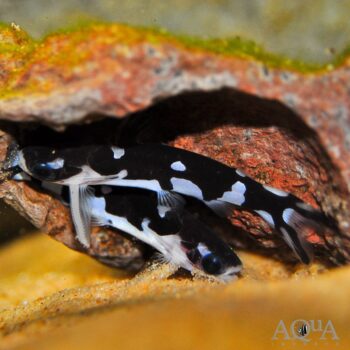 Orca Wood Catfish (Centromochlus orca)