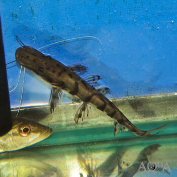 Orinoco Shovelnose Catfish (Pseudoplatystoma orinocense)