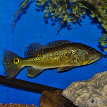 Orinoco Peacock Bass (Cichla orinocensis)