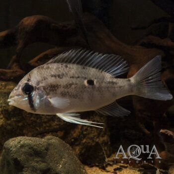 Orinoco Dwarf Eartheater (Biotodoma wavrini)