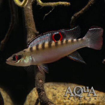 Orinoco Dwarf Pike Cichlid (Wallaciia sp. 'Orinoco dwarf')