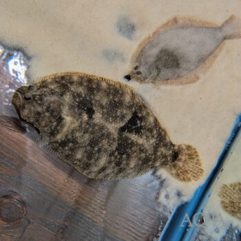 Orinoco Freshwater Sole (Achirus cf. novoae)