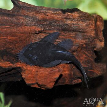 Orinoco Medusa Pleco (Ancistrus cf. macrophthalmus)