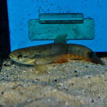 Orinoco Red Wolf Fish (Erythrinus sp.)