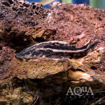 Orinoco Talking Catfish (Orinocodoras eigenmanni)