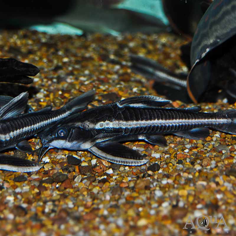 Striped Raphael Catfish (Platydoras armatulus)