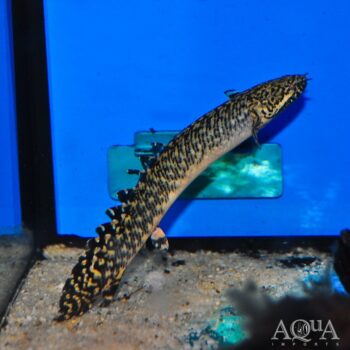 Ornate Bichir (Polypterus ornatipinnis)