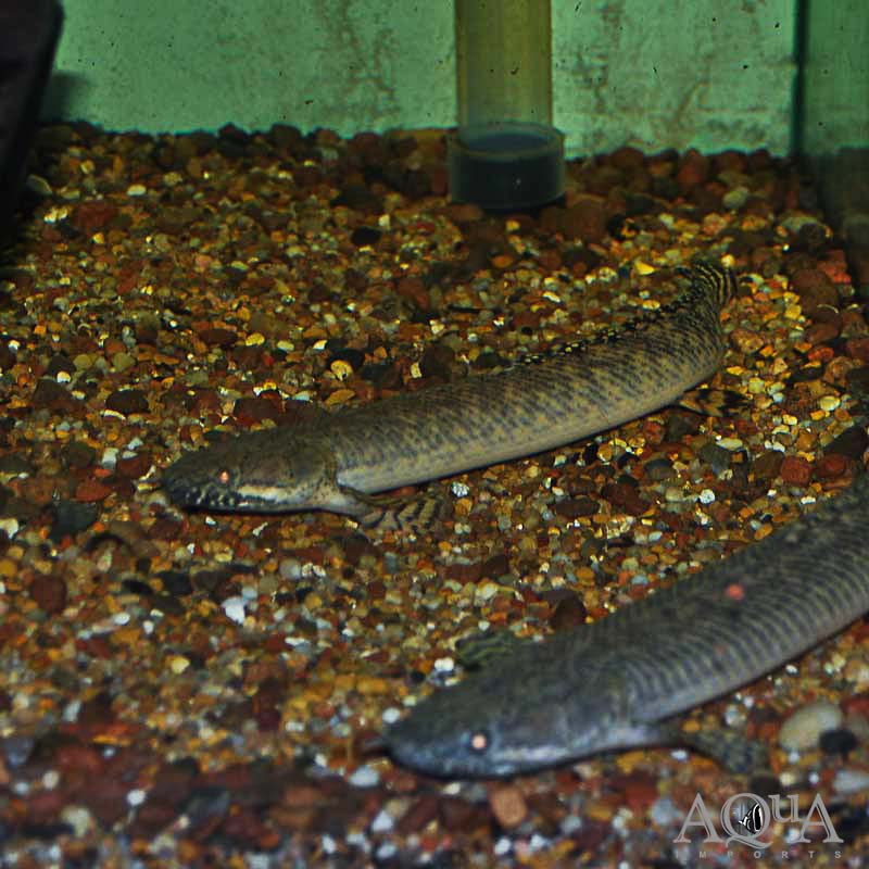 Ornate Bichir (Polypterus ornatipinnis)