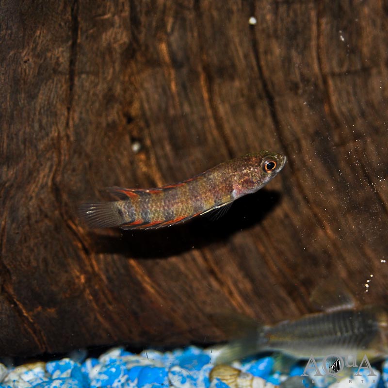 Ornate Bushfish (Microctenopoma ansorgii)