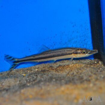 Ornate Fin Nipper (Ichthyborus ornatus)
