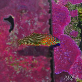Ornate Leopard Wrasse (Macropharyngodon ornatus)