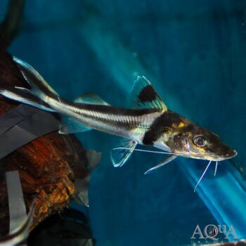 Ornate Pimelodus Catfish (Pimelodus ornatus)