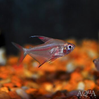 Ornate tetra (Hyphessobrycon bentosi)