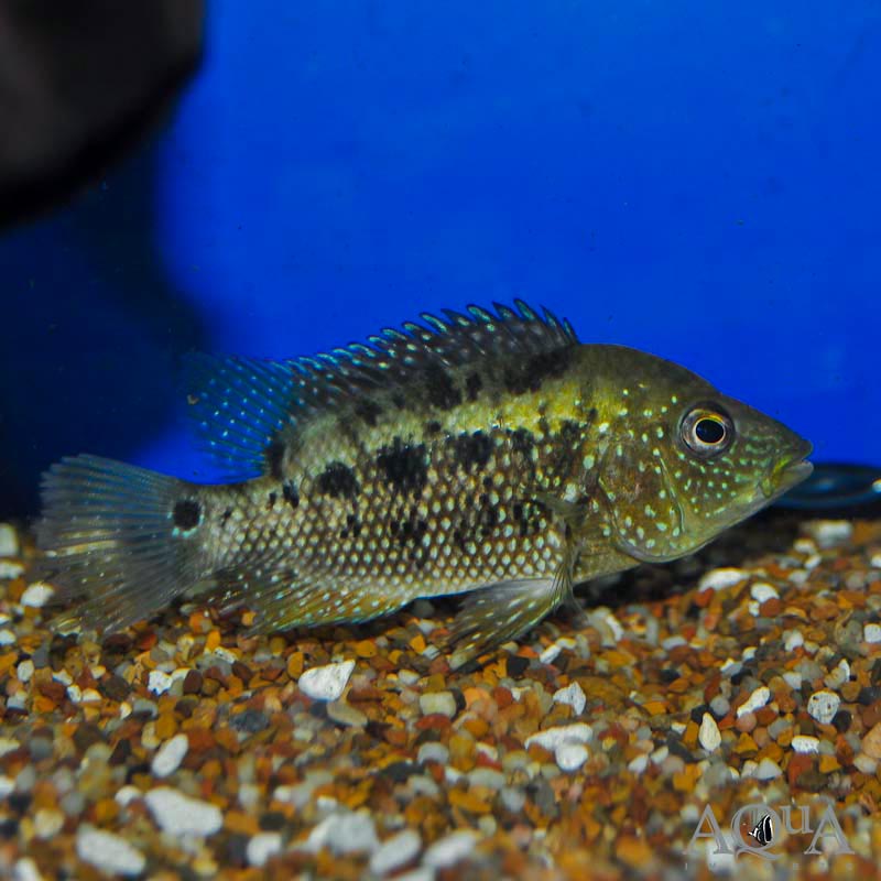 Ornatus Cichlid (Mesoheros cf. ornatus)