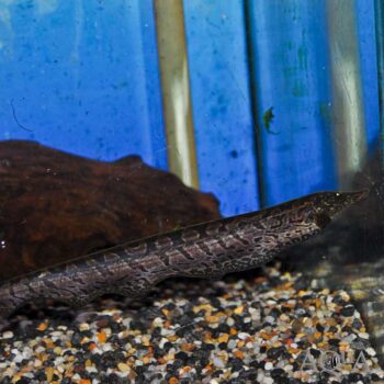 Ossa / Trumpet Knifefish (Rhamphichthys rostratus)