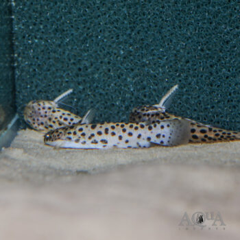 Otorongo Wood Catfish (Spinipterus cf. moijiri)