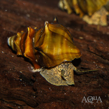 Pagoda Snail (Brotia pagodula)