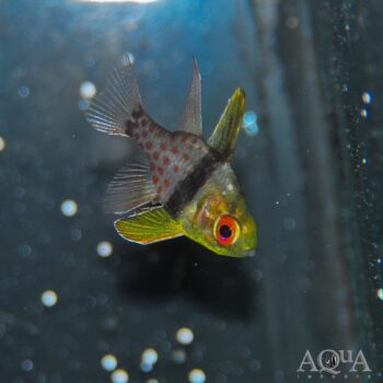 Pajama Cardinalfish (Sphaeramia nematoptera)