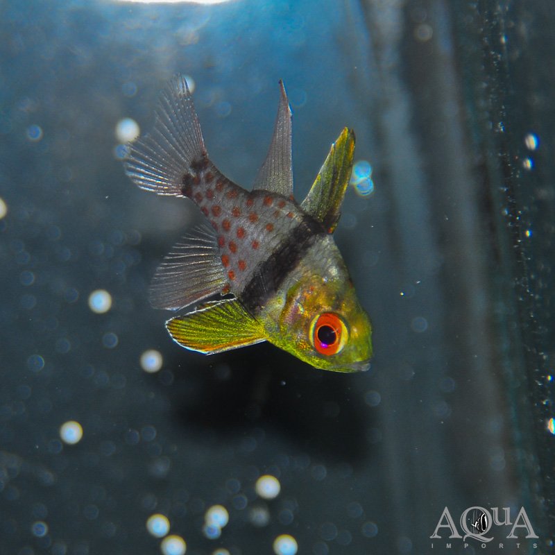 Pajama Cardinalfish (Sphaeramia nematoptera)