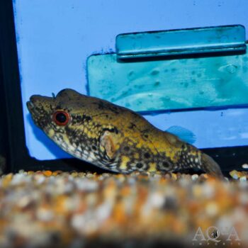 Humpback / Dragon Puffer (Pao palembangensis)