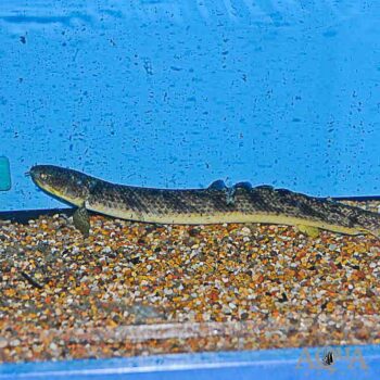 Marbled Bichir (Polypterus palmas palmas)