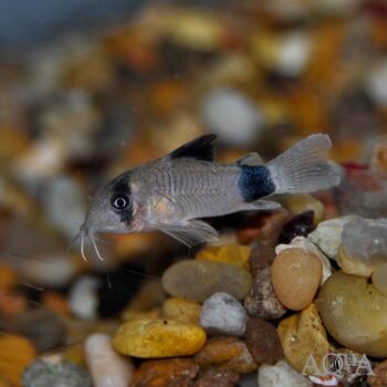 Panda Cory (Hoplisoma panda)
