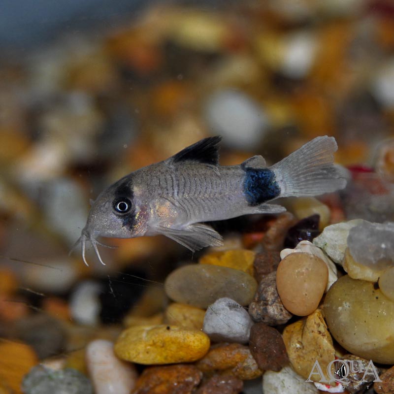 Panda Cory (Hoplisoma panda)