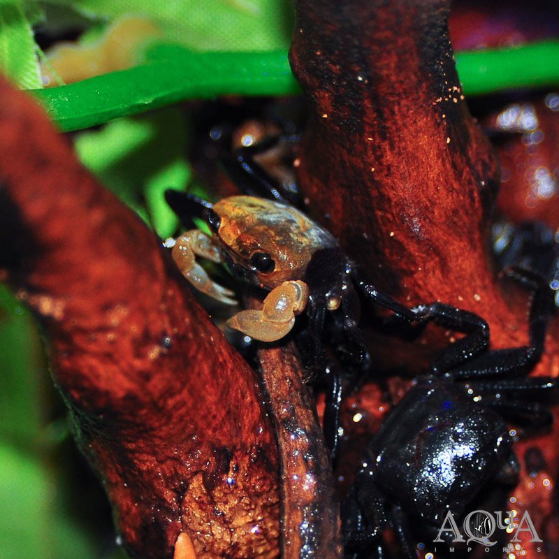 Panda Crab (Lepidothelphusa cognetti)