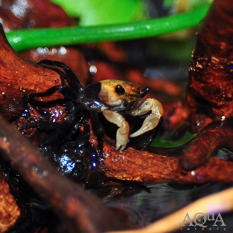 Panda Crab (Lepidothelphusa cognetti)