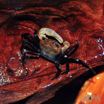 Panda Crab (Lepidothelphusa cognetti)