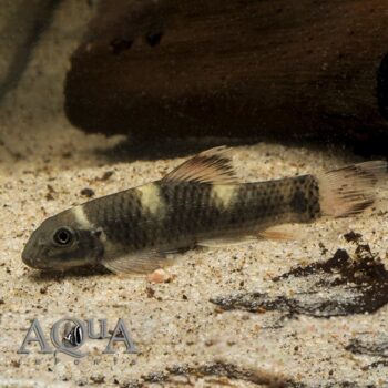 Panda Garra (Garra flavatra)