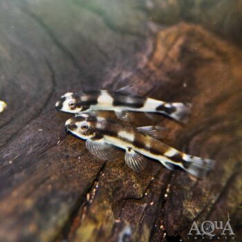 Panda Loach (Yaoshania pachychilus)