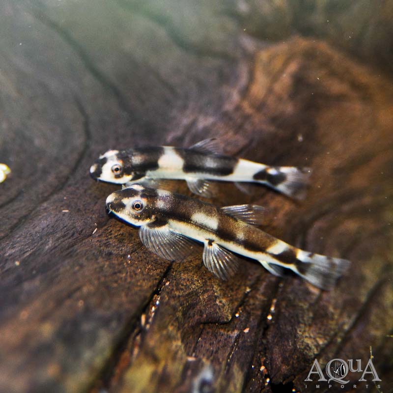 Panda Loach (Yaoshania pachychilus)
