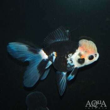 Panda Oranda Goldfish (Carassius auratus)