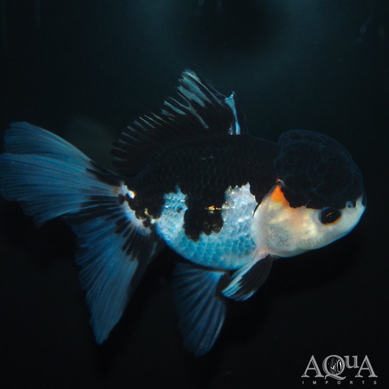 Panda Oranda Goldfish (Carassius auratus)
