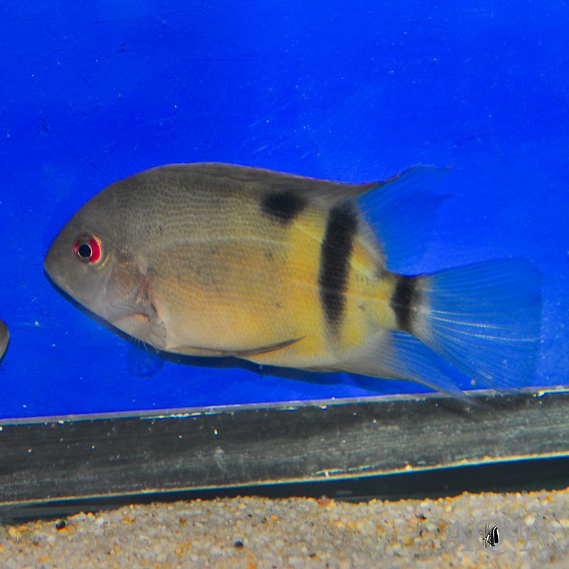 Panda Uaru (Uaru fernandezyepezi)