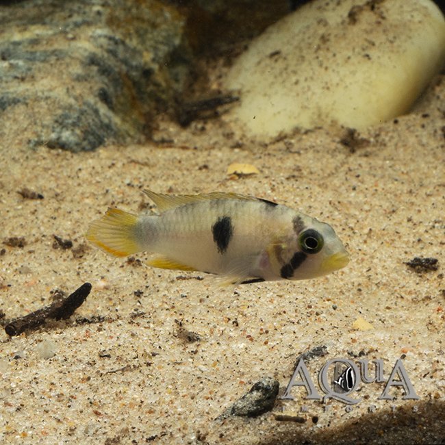 Panduro Apisto (Apistogramma panduro) - Wild - Image 2