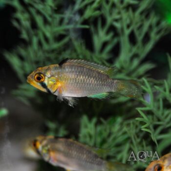 Panduro Apisto (Apistogramma panduro)