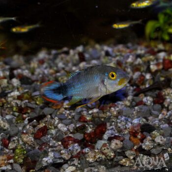 Panduro Apisto (Apistogramma panduro)