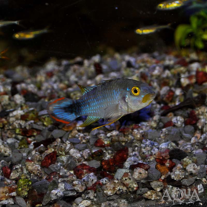 Panduro Apisto (Apistogramma panduro)