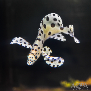 Panther Grouper (Chromileptes altivelis)
