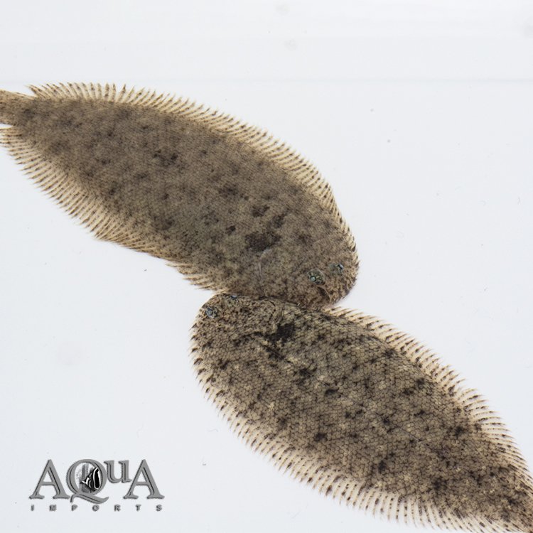 Papuan Freshwater Sole (Brachirus selheimi)