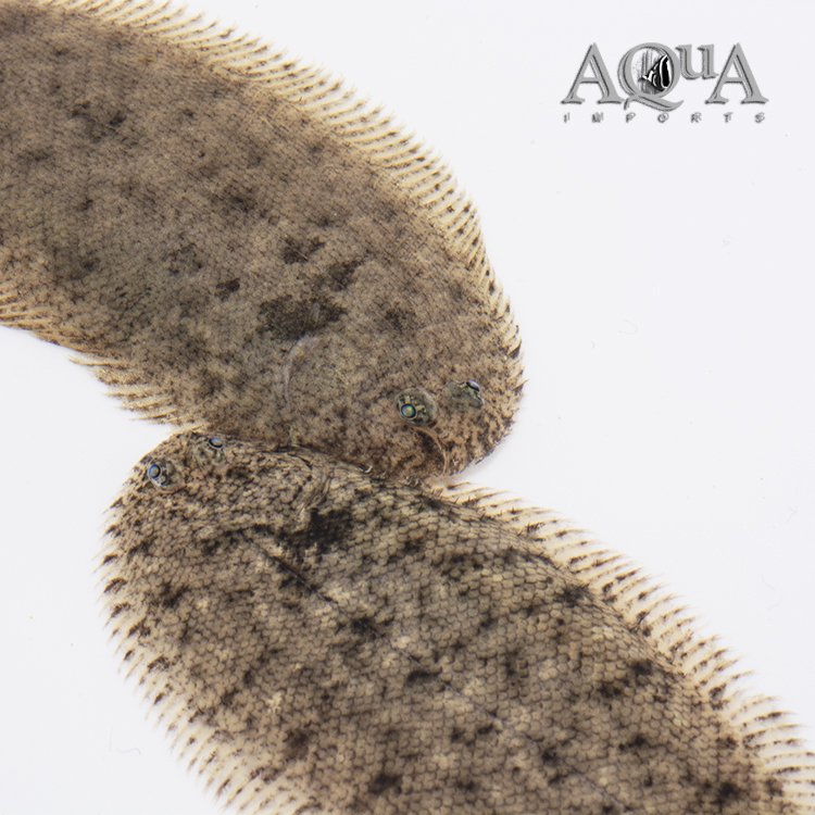 Papuan Freshwater Sole (Brachirus selheimi) - Image 2