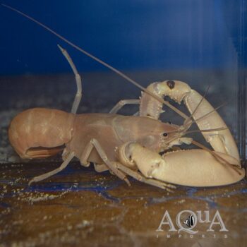 Papuan Apricot Crayfish (Cherax holthuisi)
