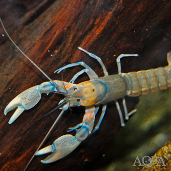 Papuan Orange Crayfish (Cherax holthuisi 'orange')