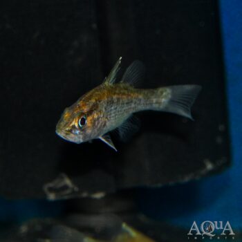 Papuan Freshwater Cardinalfish (Glossamia aprion)